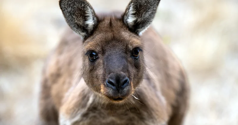 Pourquoi la faune australienne est-elle si différente du reste du monde ?