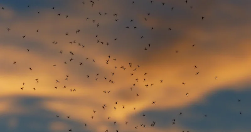 Les midges : l'ennemi numéro un des familles