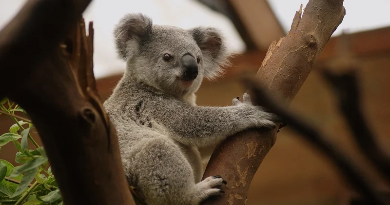 La flore australienne : bien plus qu'un arrière-plan pour selfies