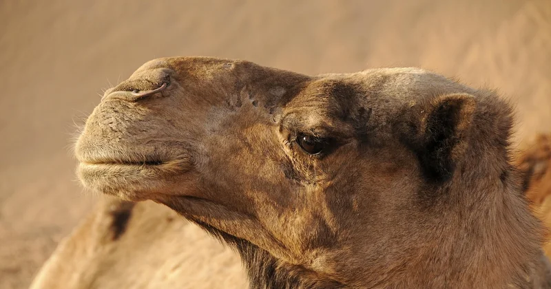 Quels sont les festivals les plus importants au Maroc ?